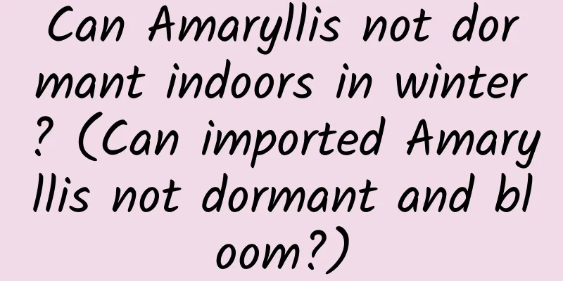 Can Amaryllis not dormant indoors in winter? (Can imported Amaryllis not dormant and bloom?)