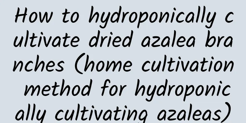 How to hydroponically cultivate dried azalea branches (home cultivation method for hydroponically cultivating azaleas)
