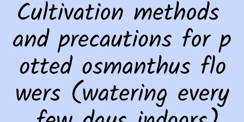 Cultivation methods and precautions for potted osmanthus flowers (watering every few days indoors)