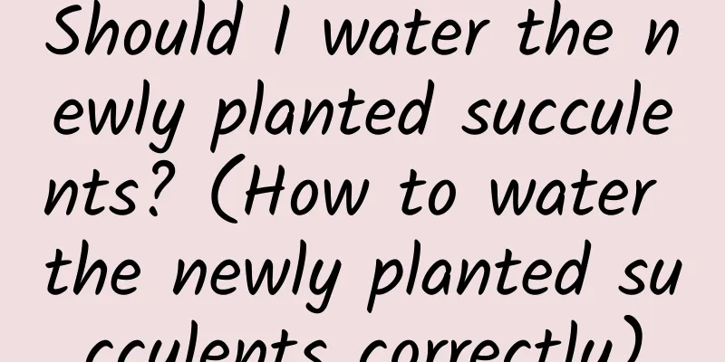 Should I water the newly planted succulents? (How to water the newly planted succulents correctly)