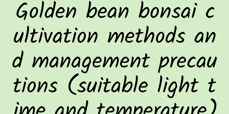 Golden bean bonsai cultivation methods and management precautions (suitable light time and temperature)