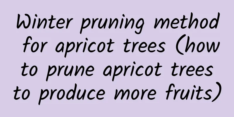 Winter pruning method for apricot trees (how to prune apricot trees to produce more fruits)