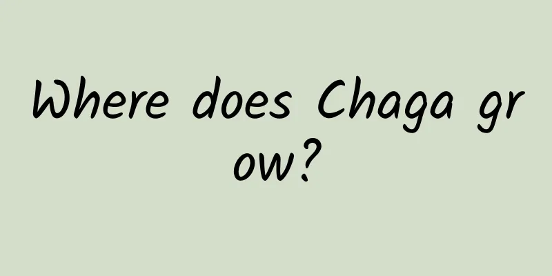 Where does Chaga grow?