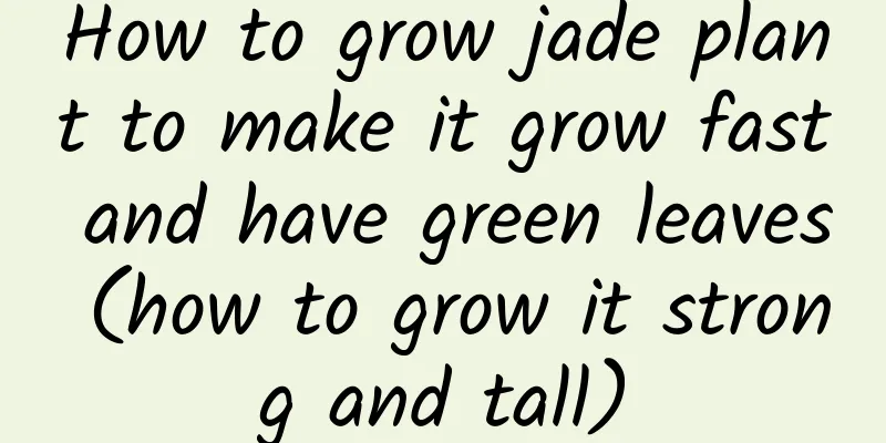 How to grow jade plant to make it grow fast and have green leaves (how to grow it strong and tall)