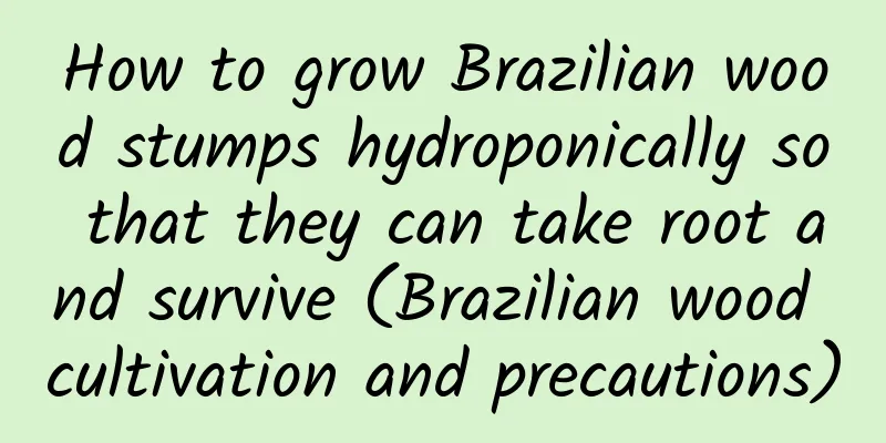 How to grow Brazilian wood stumps hydroponically so that they can take root and survive (Brazilian wood cultivation and precautions)