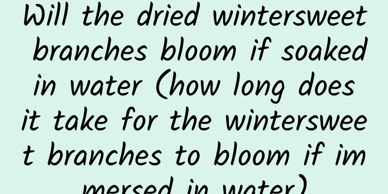 Will the dried wintersweet branches bloom if soaked in water (how long does it take for the wintersweet branches to bloom if immersed in water)