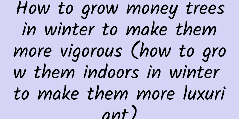How to grow money trees in winter to make them more vigorous (how to grow them indoors in winter to make them more luxuriant)