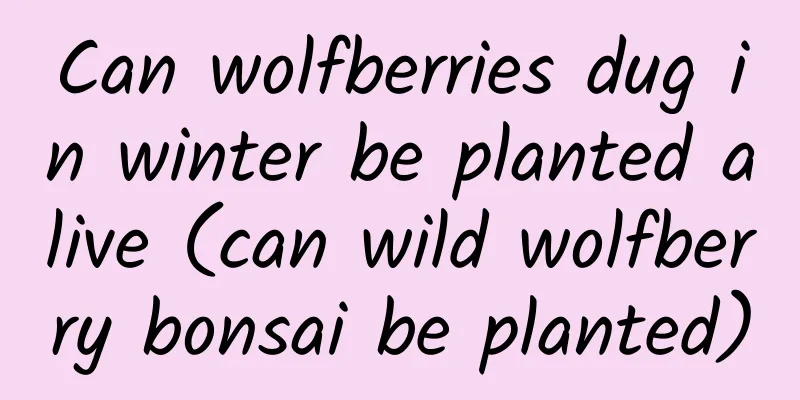 Can wolfberries dug in winter be planted alive (can wild wolfberry bonsai be planted)