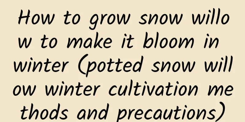 How to grow snow willow to make it bloom in winter (potted snow willow winter cultivation methods and precautions)