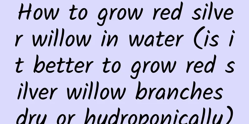 How to grow red silver willow in water (is it better to grow red silver willow branches dry or hydroponically)