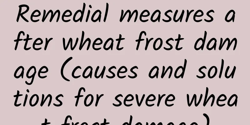 Remedial measures after wheat frost damage (causes and solutions for severe wheat frost damage)
