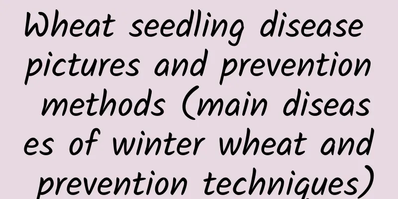 Wheat seedling disease pictures and prevention methods (main diseases of winter wheat and prevention techniques)
