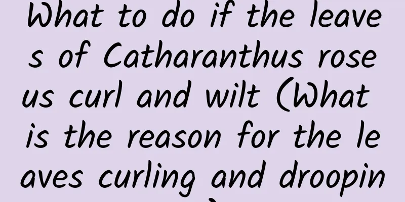 What to do if the leaves of Catharanthus roseus curl and wilt (What is the reason for the leaves curling and drooping)