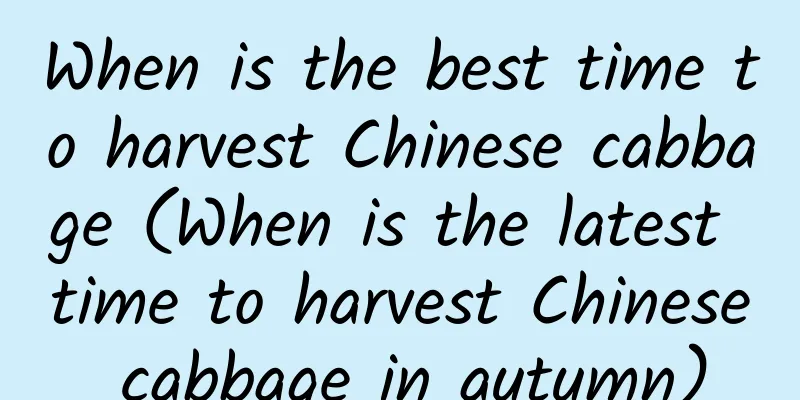 When is the best time to harvest Chinese cabbage (When is the latest time to harvest Chinese cabbage in autumn)