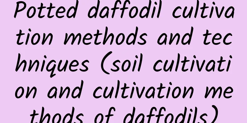 Potted daffodil cultivation methods and techniques (soil cultivation and cultivation methods of daffodils)