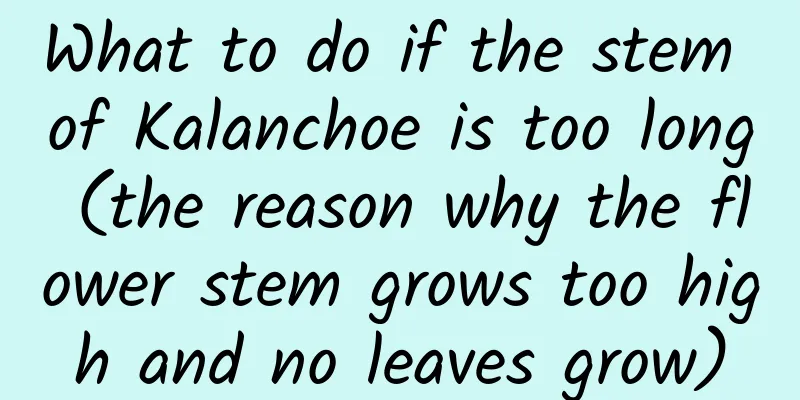 What to do if the stem of Kalanchoe is too long (the reason why the flower stem grows too high and no leaves grow)