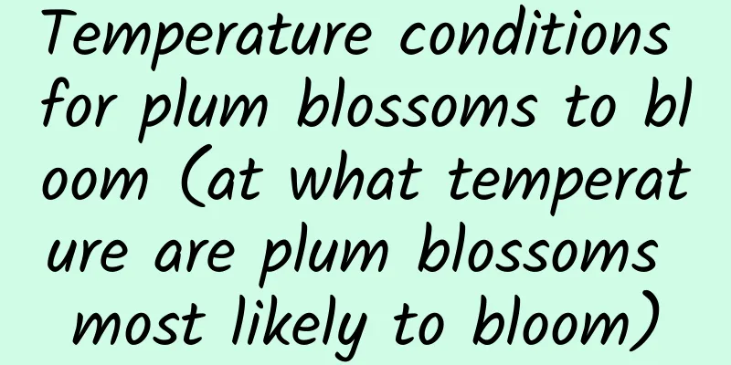 Temperature conditions for plum blossoms to bloom (at what temperature are plum blossoms most likely to bloom)