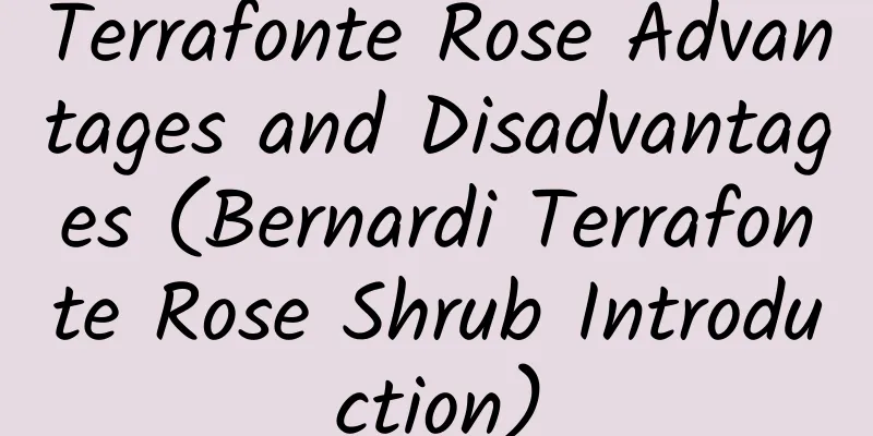 Terrafonte Rose Advantages and Disadvantages (Bernardi Terrafonte Rose Shrub Introduction)