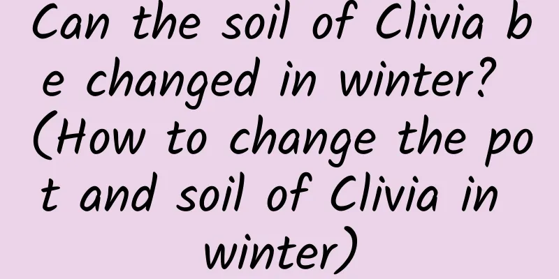 Can the soil of Clivia be changed in winter? (How to change the pot and soil of Clivia in winter)