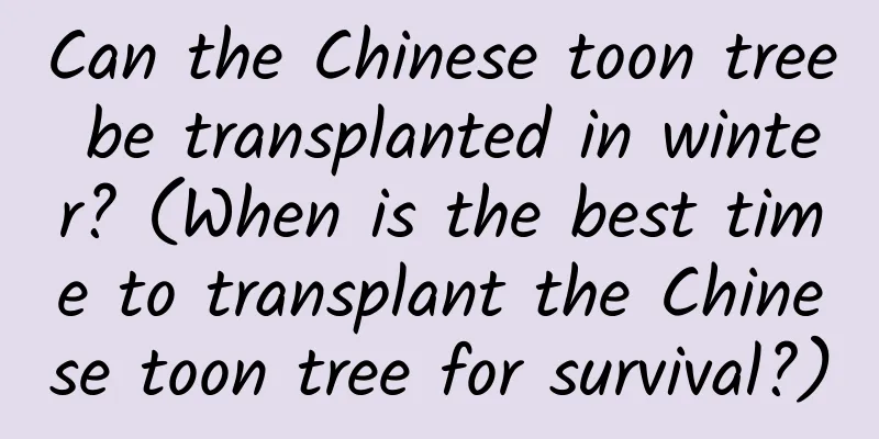 Can the Chinese toon tree be transplanted in winter? (When is the best time to transplant the Chinese toon tree for survival?)