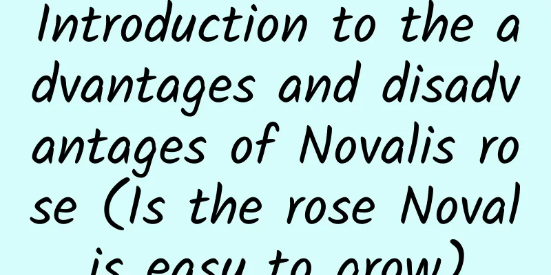 Introduction to the advantages and disadvantages of Novalis rose (Is the rose Novalis easy to grow)