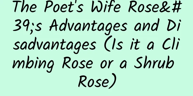 The Poet's Wife Rose's Advantages and Disadvantages (Is it a Climbing Rose or a Shrub Rose)