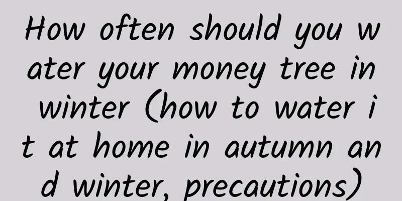 How often should you water your money tree in winter (how to water it at home in autumn and winter, precautions)