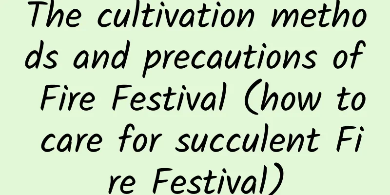 The cultivation methods and precautions of Fire Festival (how to care for succulent Fire Festival)