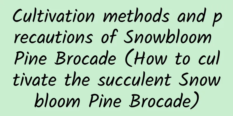 Cultivation methods and precautions of Snowbloom Pine Brocade (How to cultivate the succulent Snowbloom Pine Brocade)