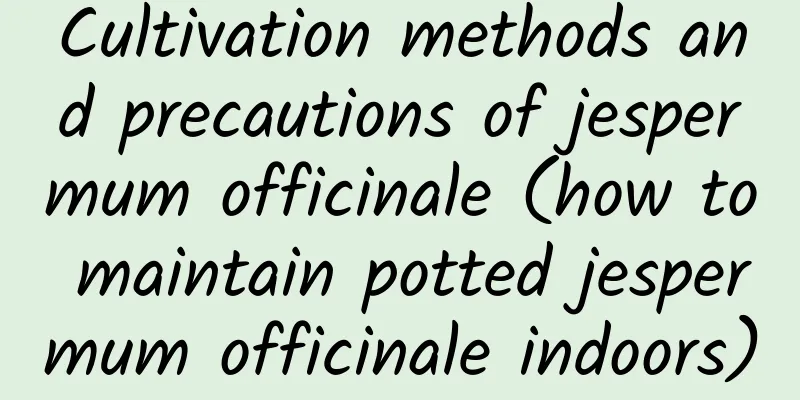 Cultivation methods and precautions of jespermum officinale (how to maintain potted jespermum officinale indoors)