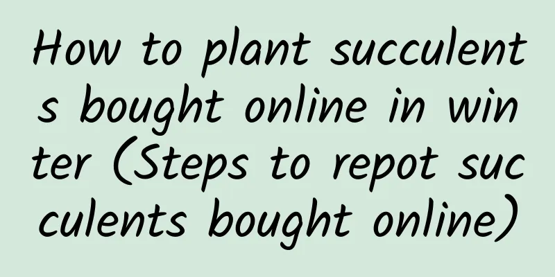 How to plant succulents bought online in winter (Steps to repot succulents bought online)