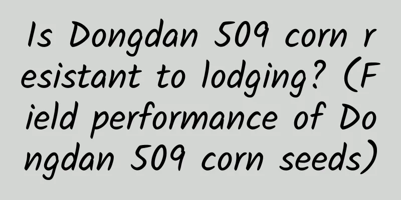 Is Dongdan 509 corn resistant to lodging? (Field performance of Dongdan 509 corn seeds)
