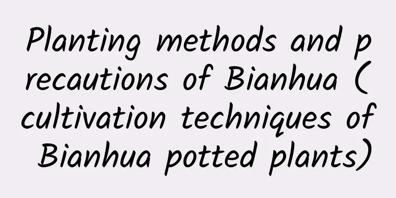 Planting methods and precautions of Bianhua (cultivation techniques of Bianhua potted plants)