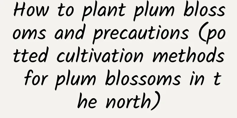How to plant plum blossoms and precautions (potted cultivation methods for plum blossoms in the north)