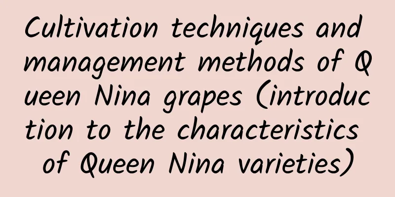Cultivation techniques and management methods of Queen Nina grapes (introduction to the characteristics of Queen Nina varieties)