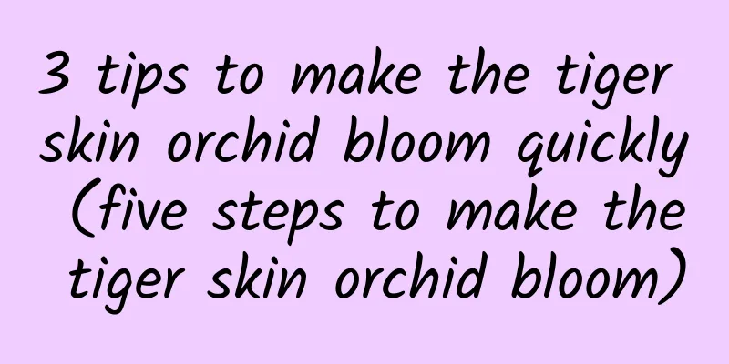 3 tips to make the tiger skin orchid bloom quickly (five steps to make the tiger skin orchid bloom)