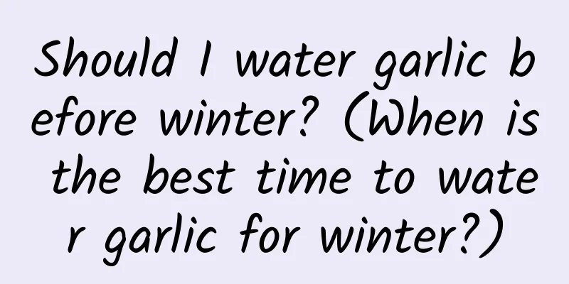 Should I water garlic before winter? (When is the best time to water garlic for winter?)