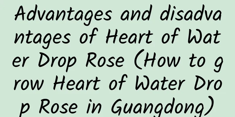 Advantages and disadvantages of Heart of Water Drop Rose (How to grow Heart of Water Drop Rose in Guangdong)