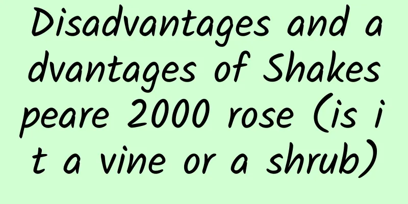 Disadvantages and advantages of Shakespeare 2000 rose (is it a vine or a shrub)