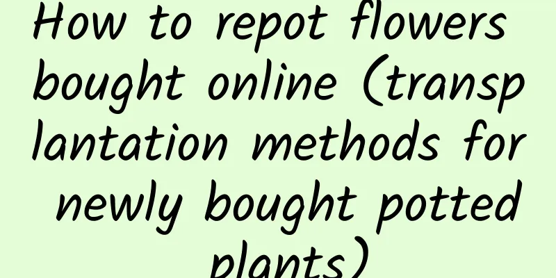 How to repot flowers bought online (transplantation methods for newly bought potted plants)