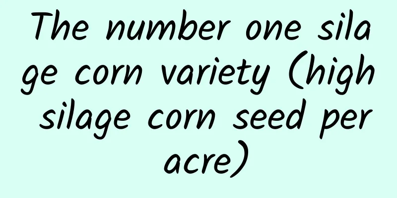 The number one silage corn variety (high silage corn seed per acre)