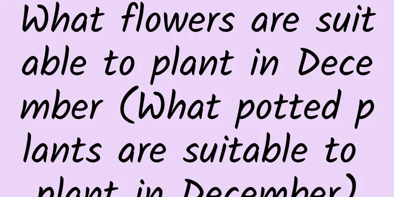 What flowers are suitable to plant in December (What potted plants are suitable to plant in December)