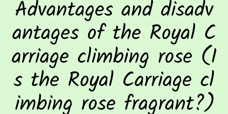 Advantages and disadvantages of the Royal Carriage climbing rose (Is the Royal Carriage climbing rose fragrant?)