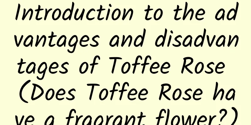 Introduction to the advantages and disadvantages of Toffee Rose (Does Toffee Rose have a fragrant flower?)