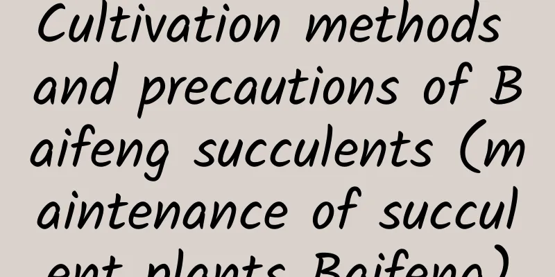 Cultivation methods and precautions of Baifeng succulents (maintenance of succulent plants Baifeng)
