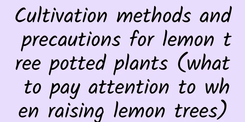 Cultivation methods and precautions for lemon tree potted plants (what to pay attention to when raising lemon trees)