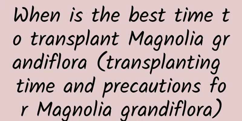 When is the best time to transplant Magnolia grandiflora (transplanting time and precautions for Magnolia grandiflora)