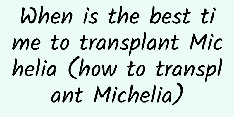 When is the best time to transplant Michelia (how to transplant Michelia)