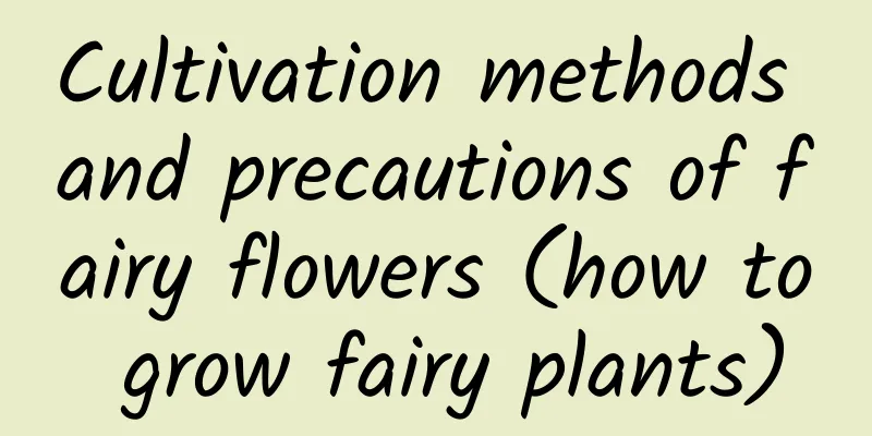 Cultivation methods and precautions of fairy flowers (how to grow fairy plants)