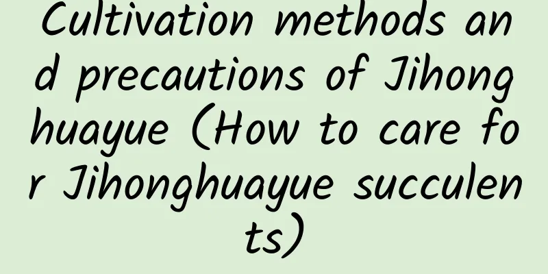 Cultivation methods and precautions of Jihonghuayue (How to care for Jihonghuayue succulents)